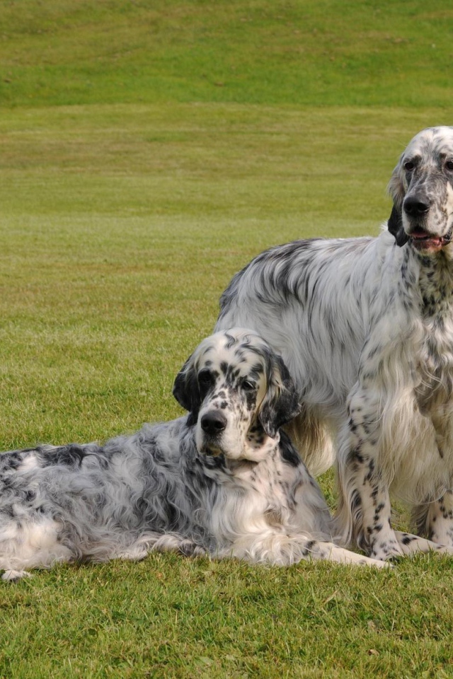 Два взрослых английских сеттера
