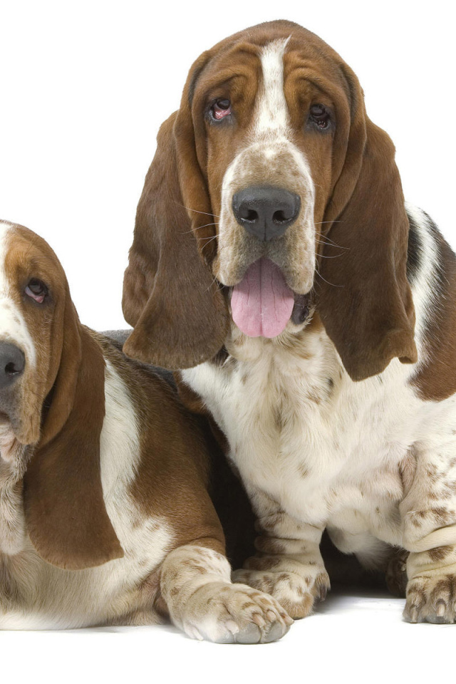 Два бассет-хаунда на белом фоне
