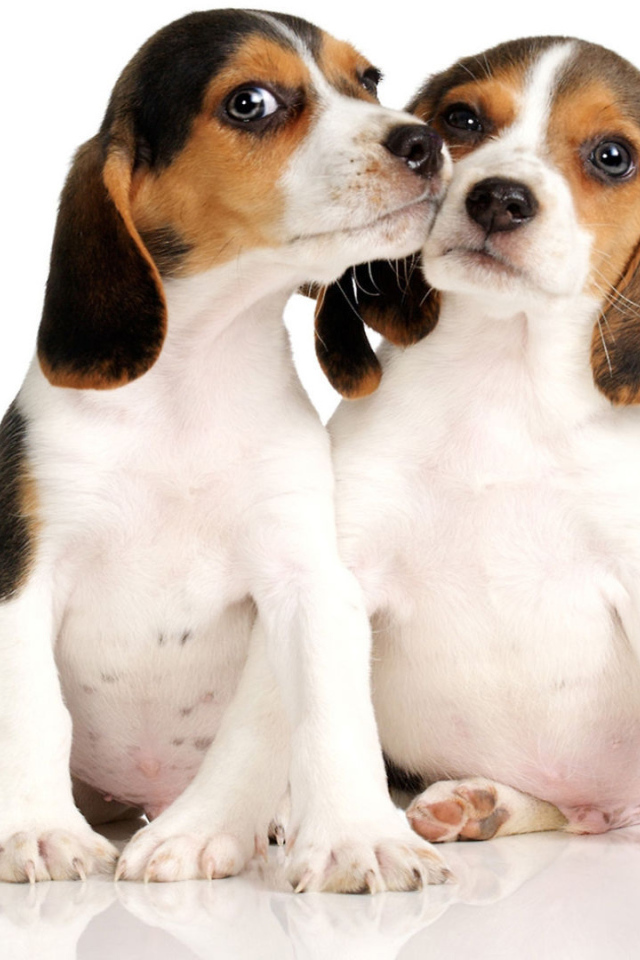 Два щенка породы бигль на белом фоне