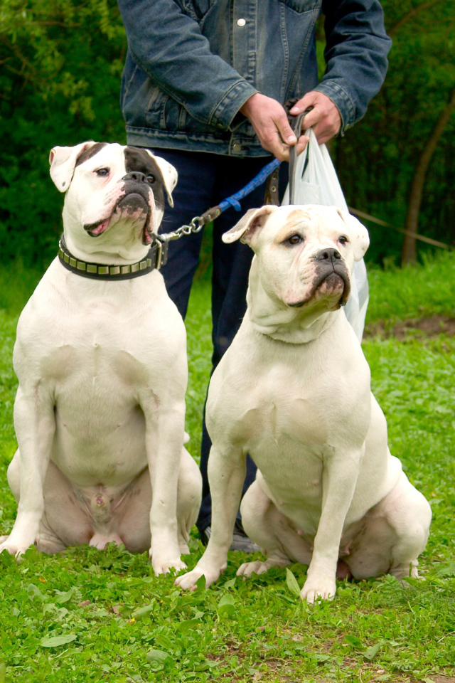 Два красивых американских бульдога