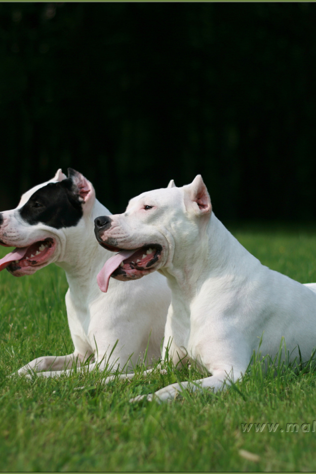 Два красивых аргентинских дога