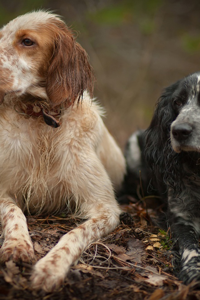 Два красивых английских сеттера