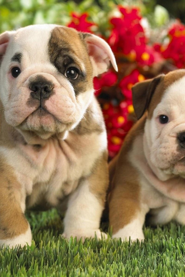 Два милых щенка шарпей