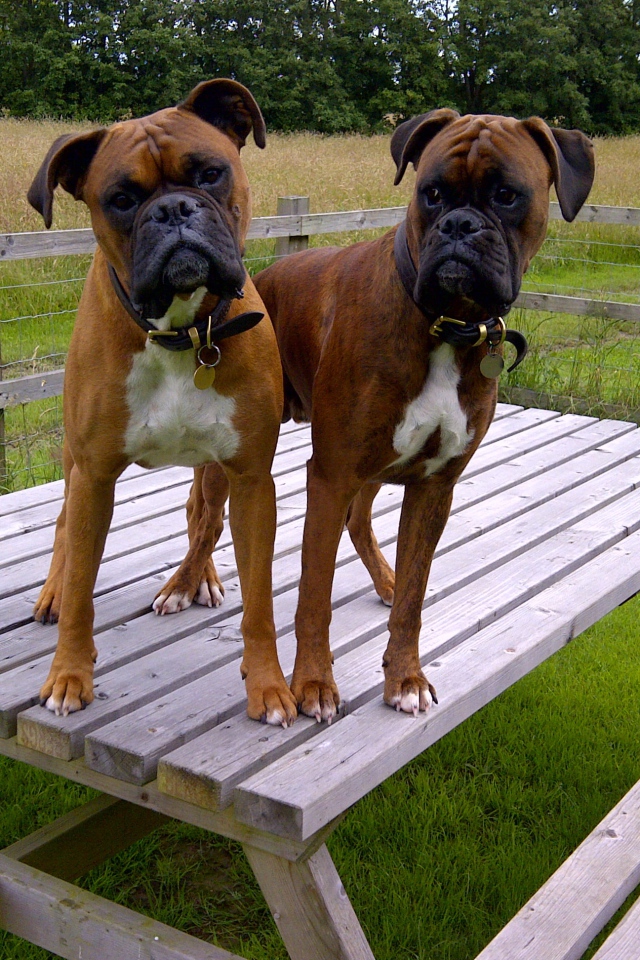 Два боксёра на деревянном столе