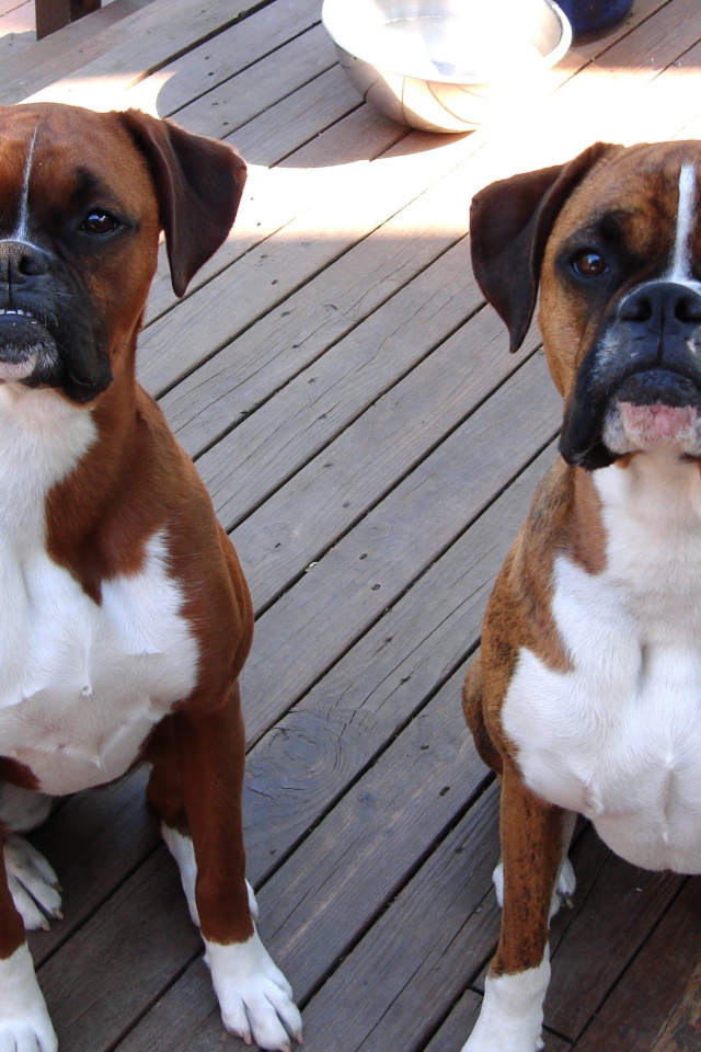 Два боксёра ждут команду