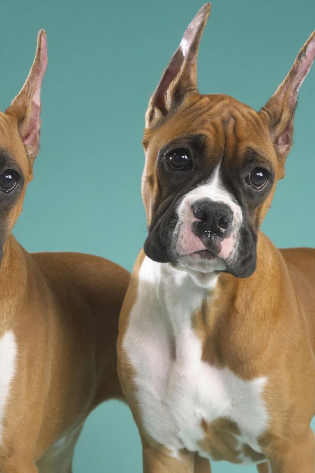 Два брата боксёра позируют