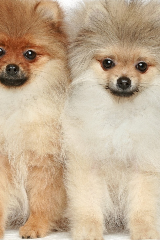 Две милые собаки