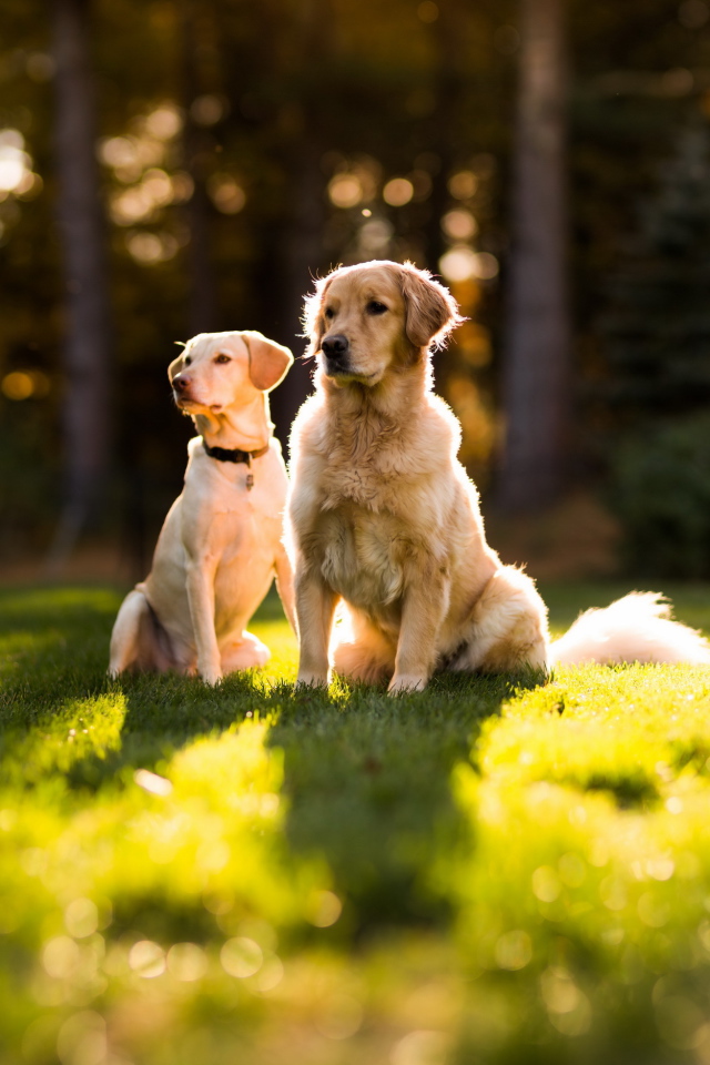 Две собаки сидят на траве