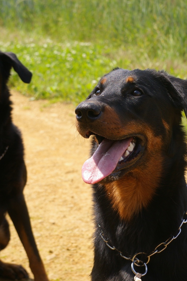 Две собаки породы босерон сидят на дороге