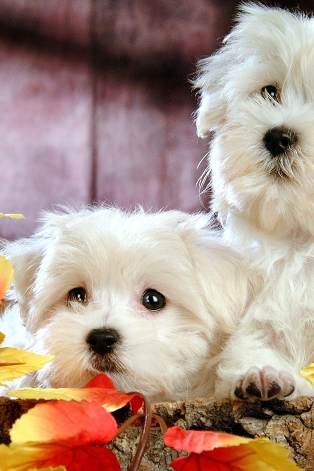 Две собаки породы бишон-фриз в осенних листьях