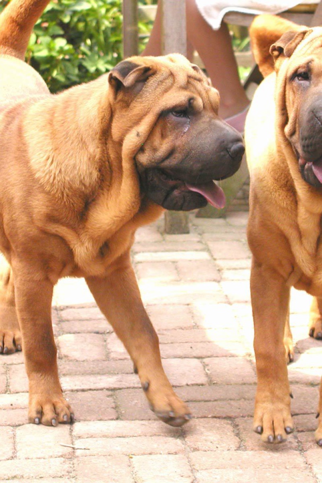 Две собаки шарпей в саду