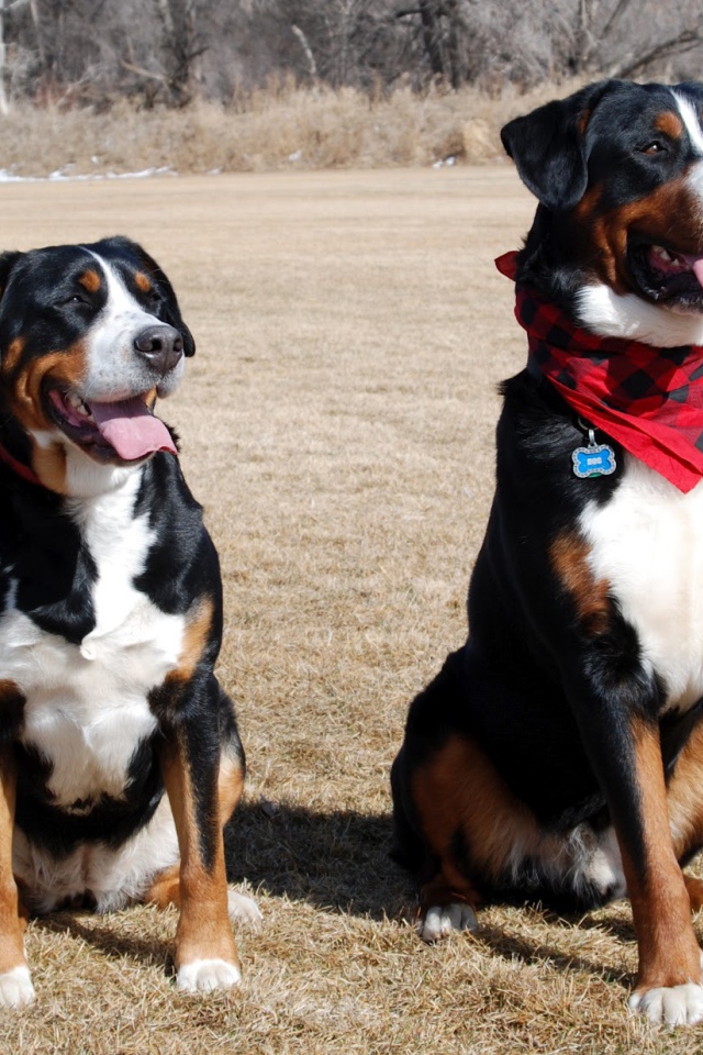 Два больших швейцарских зенненхунда в поле