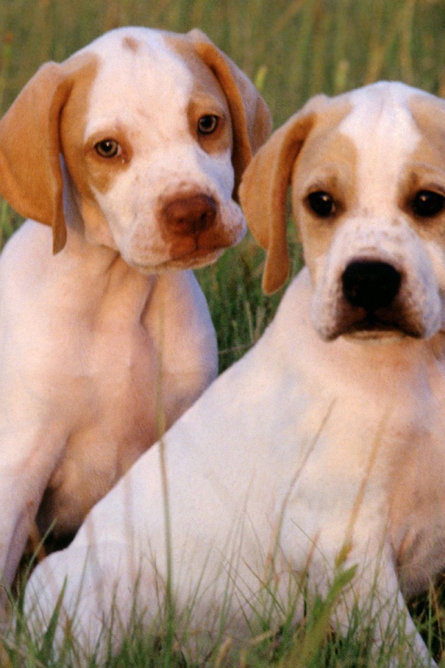 Два щенка Пойнтер сидят на траве
