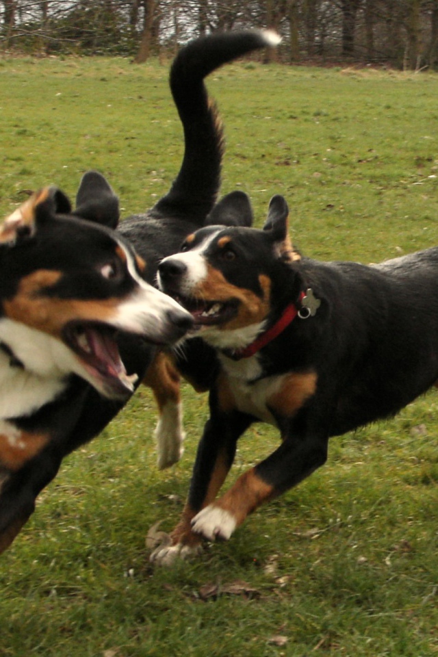 Два щенка большого швейцарского зенненхунда играют