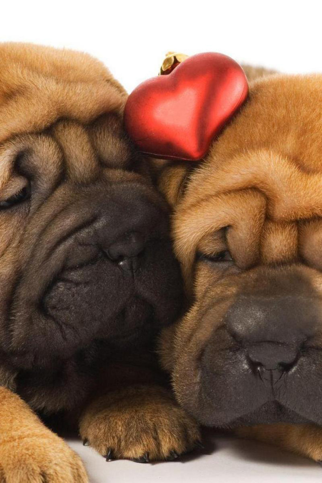 Два щенка шарпей в любви