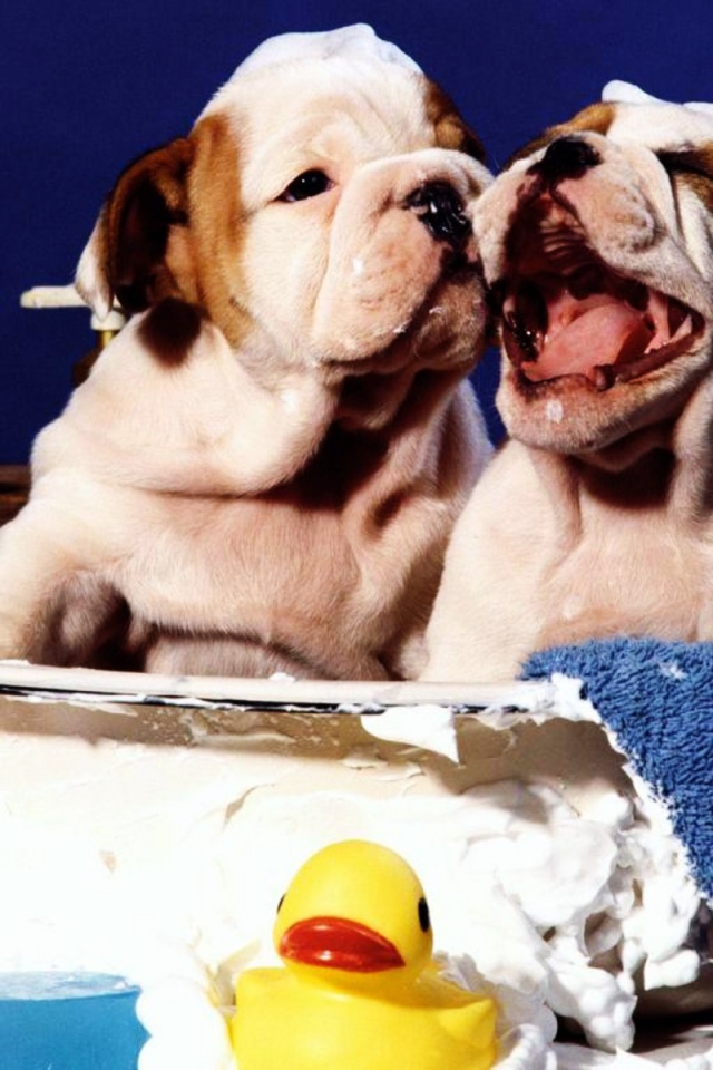 Щенки шарпея принимает ванну