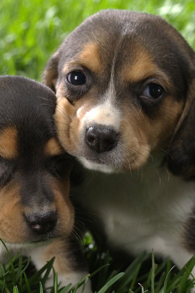 Два крохотных щенка породы бигль на траве