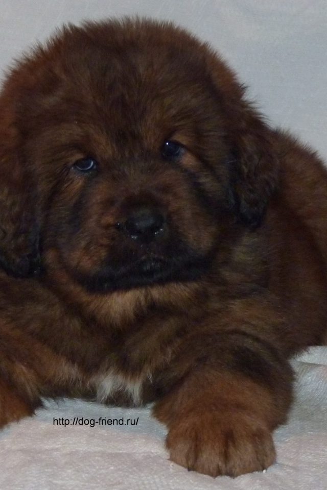 Очень маленький щенок тибетского мастифа