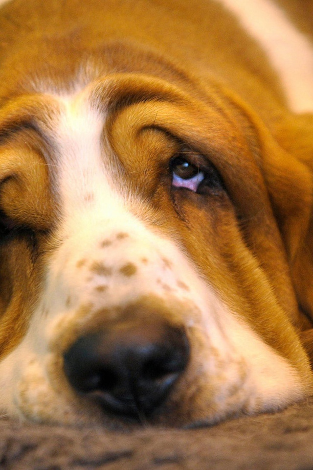 Очень грустный бассет-хаунд
