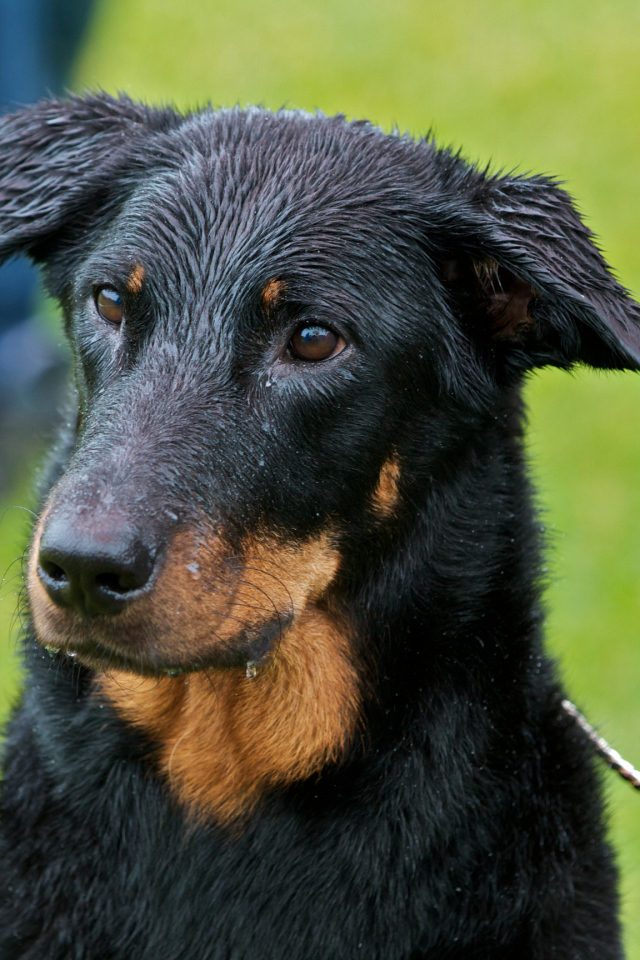 Мокрый босерон на поводке