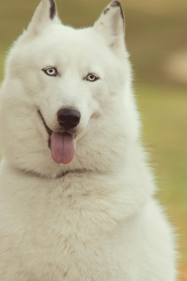 Белый Сибирский хаски