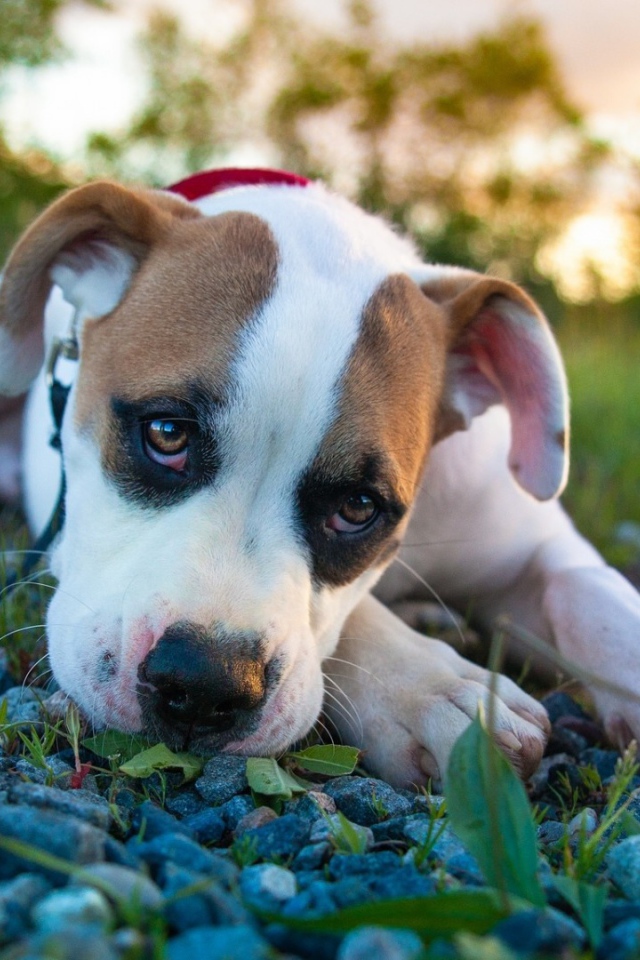 Белый боксёр лежит на камнях