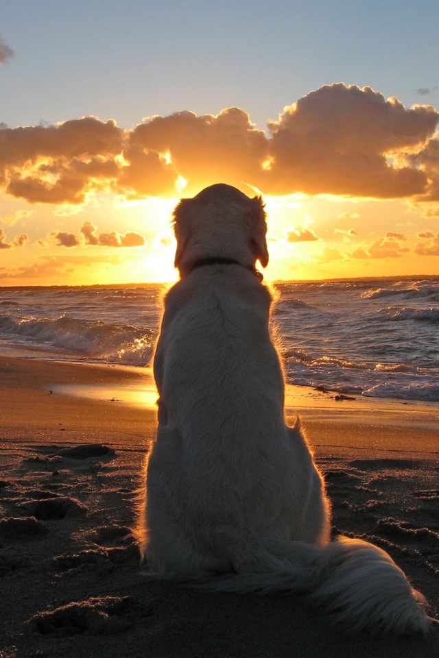 Белая собака смотрит на закат