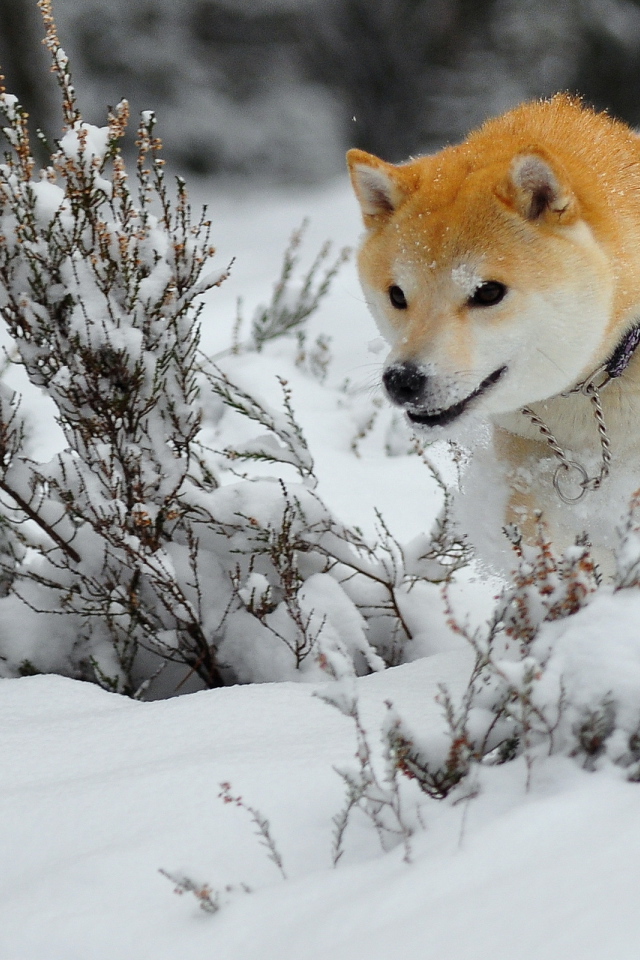 Зимняя охота