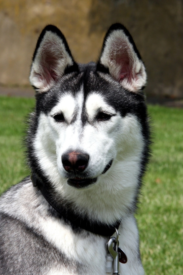 Молодой аляскинский маламут на улице