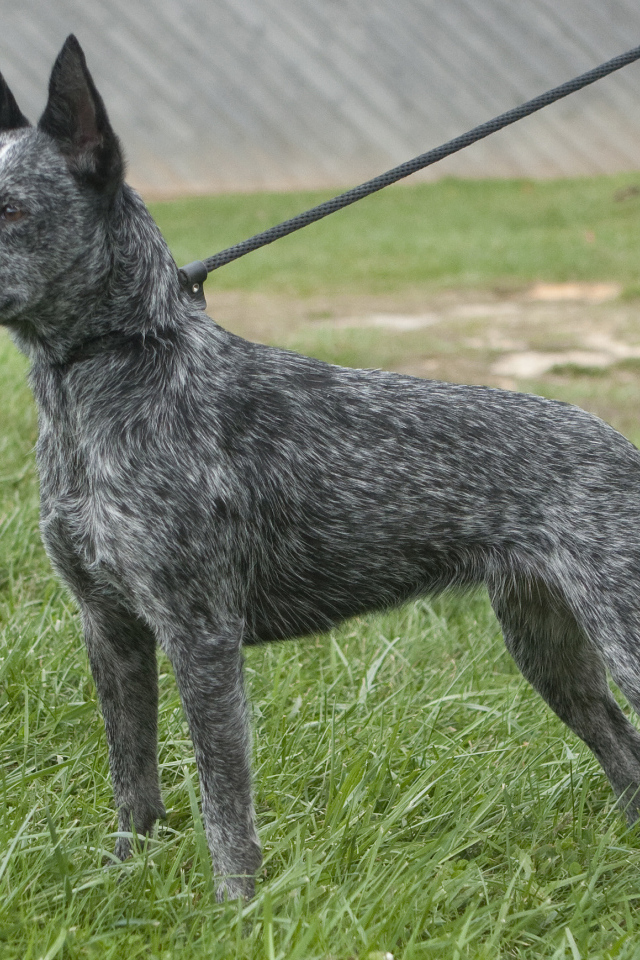 Молодая австралийская пастушья собака