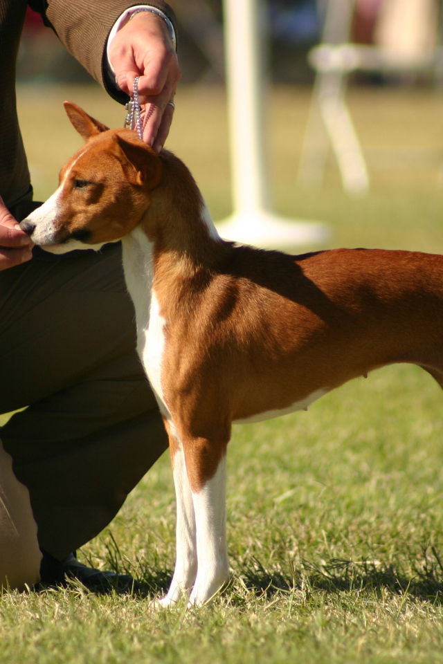 Young Basenji breed dog with the owner