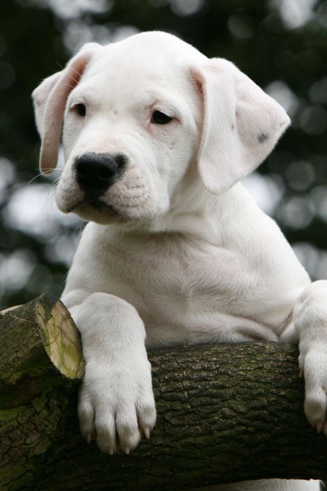 Young Dogo Argentino on the tree