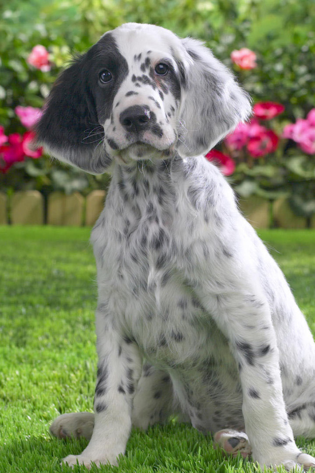 Молодой английский сеттер на фоне цветов