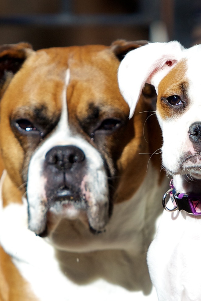 Молодой и взрослый боксеры