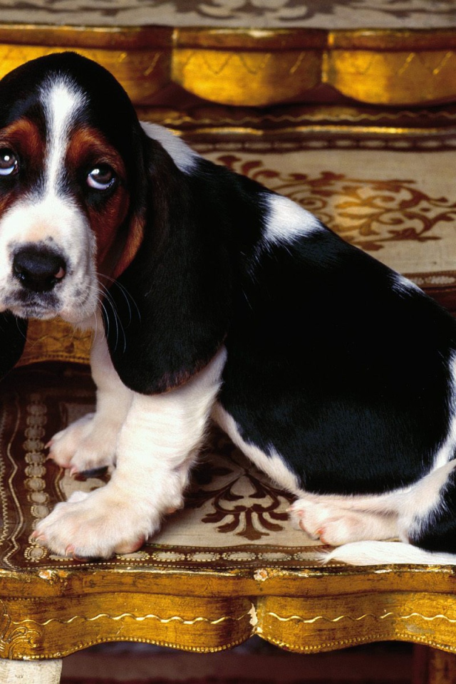 Молодой и грустный бассет-хаунд