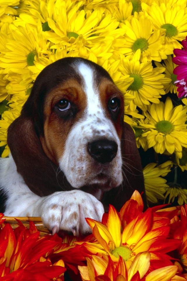 Молодой бассет-хаунд в цветах