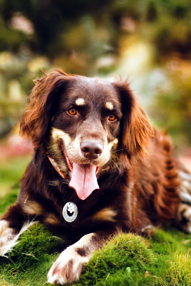 Молодая красивая австралийская овчарка