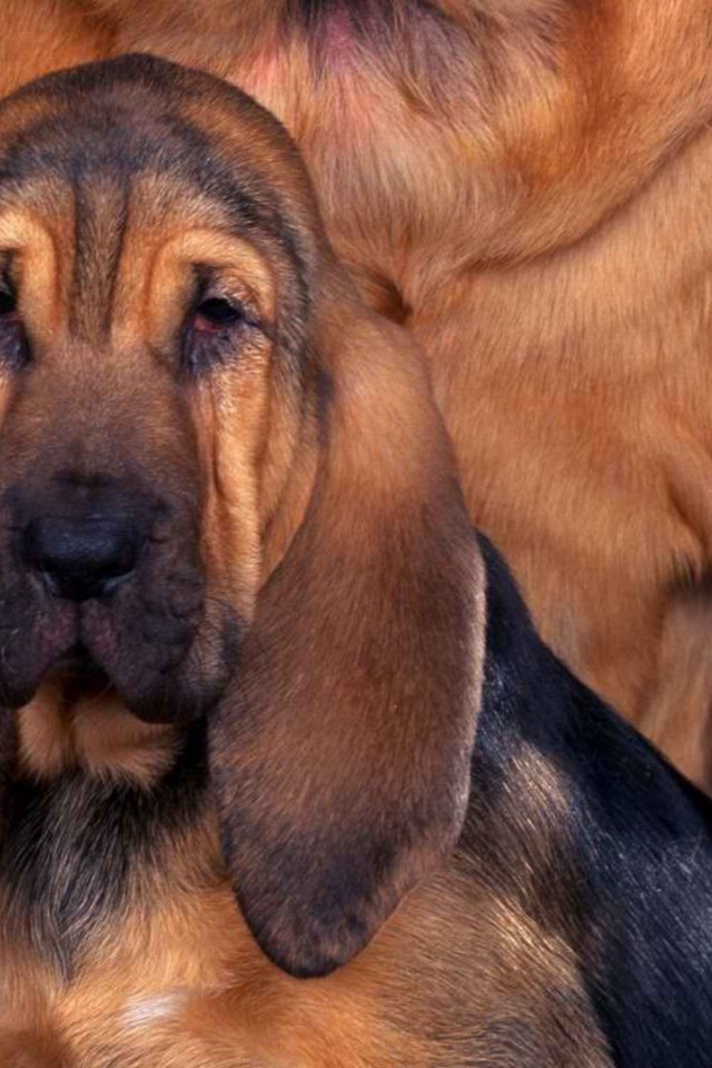 Молодой бладхаунд с мамой