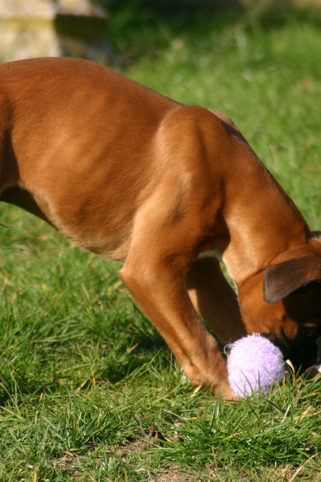 Молодой боксёр грызёт игрушку
