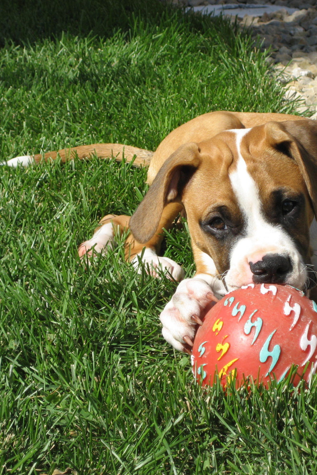 Молодой боксёр с мячом