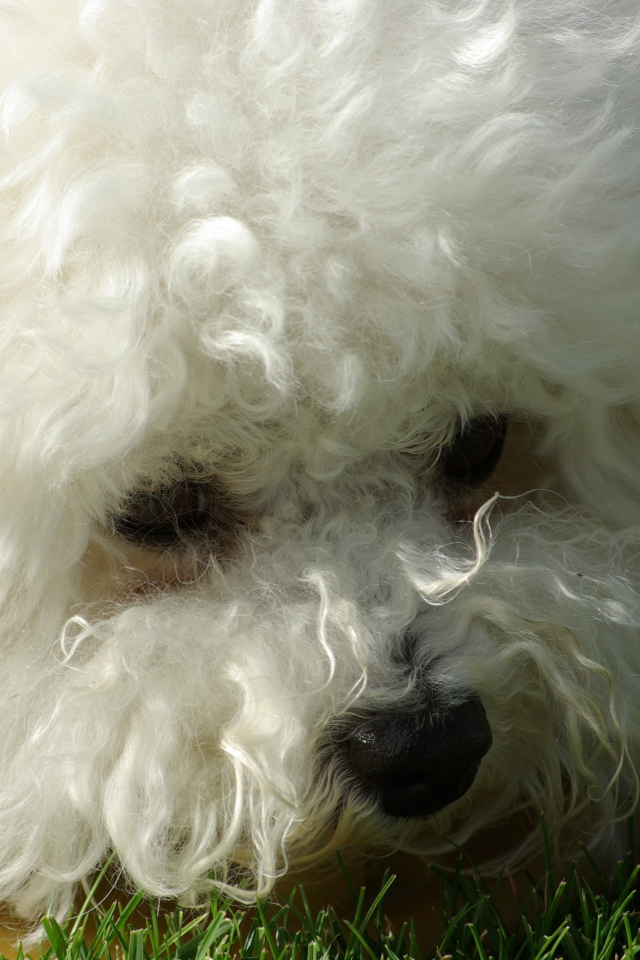 Молодая собака породы бишон-фриз крупным планом