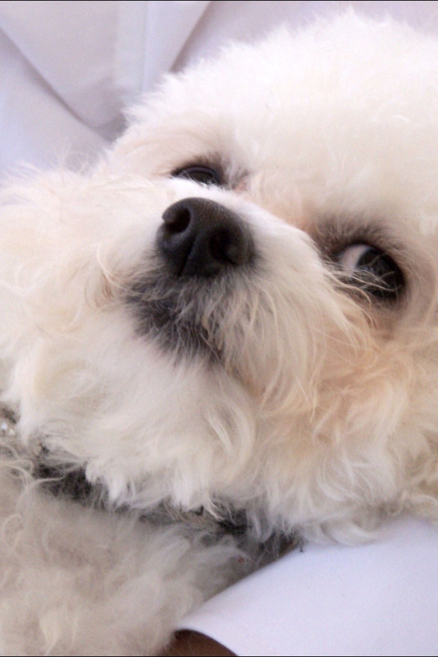 Молодая собака породы бишон-фриз отдыхает