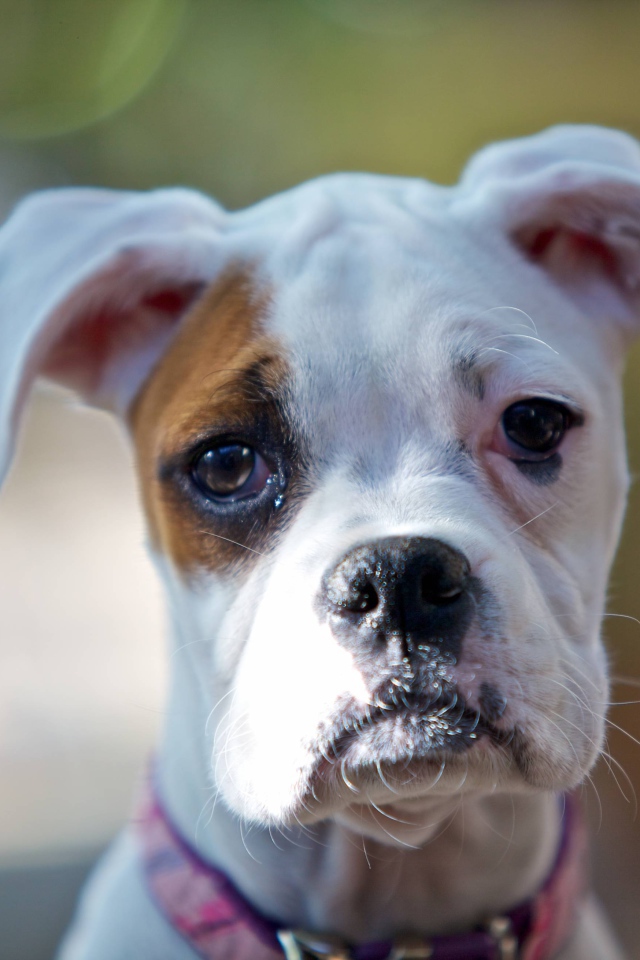 Молодой белый боксёр