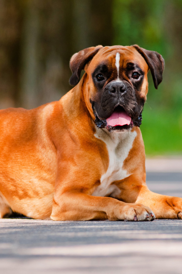 Красивый взрослый боксёр лежит на дороге