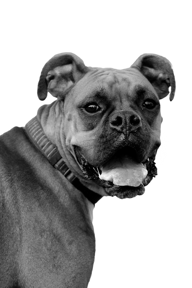 Красивый боксёр, чёрно-белое фото