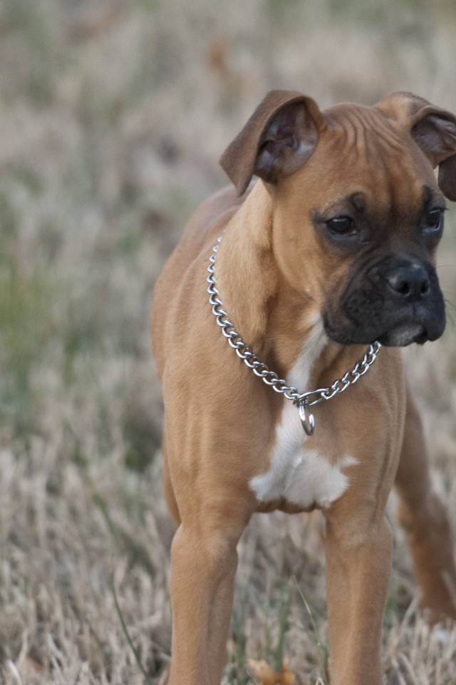 Красивый щенок боксёра кого-то увидел