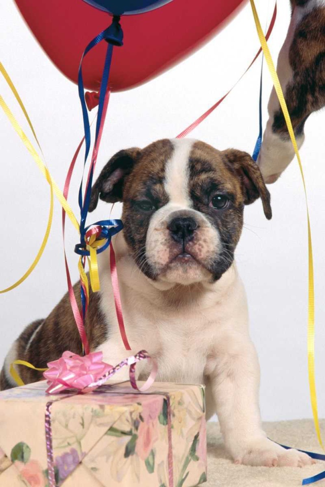 Щенок боксёра и подарочная коробка