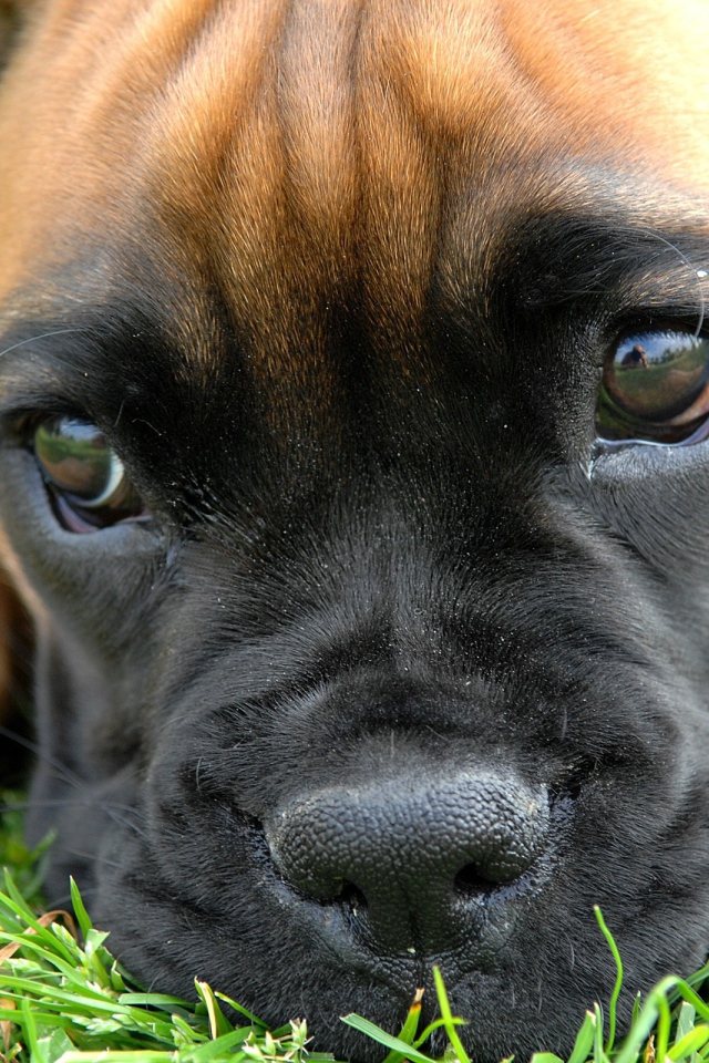 Щенок боксёра задумался о чём-то