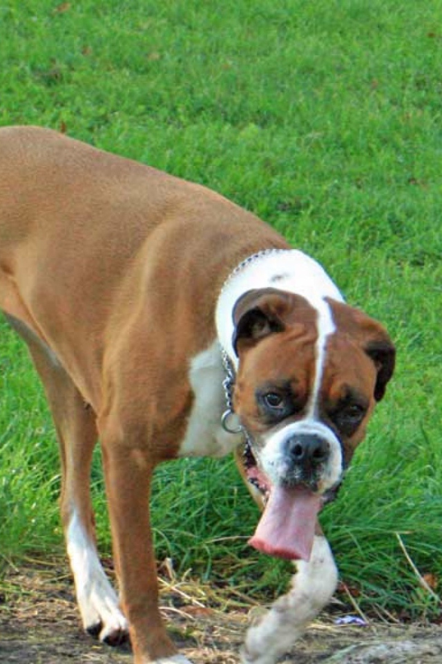 Боксёр с длинным языком гуляет по траве