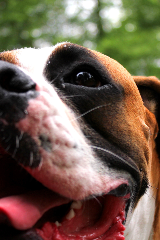 Счастливый боксёр с длинным языком